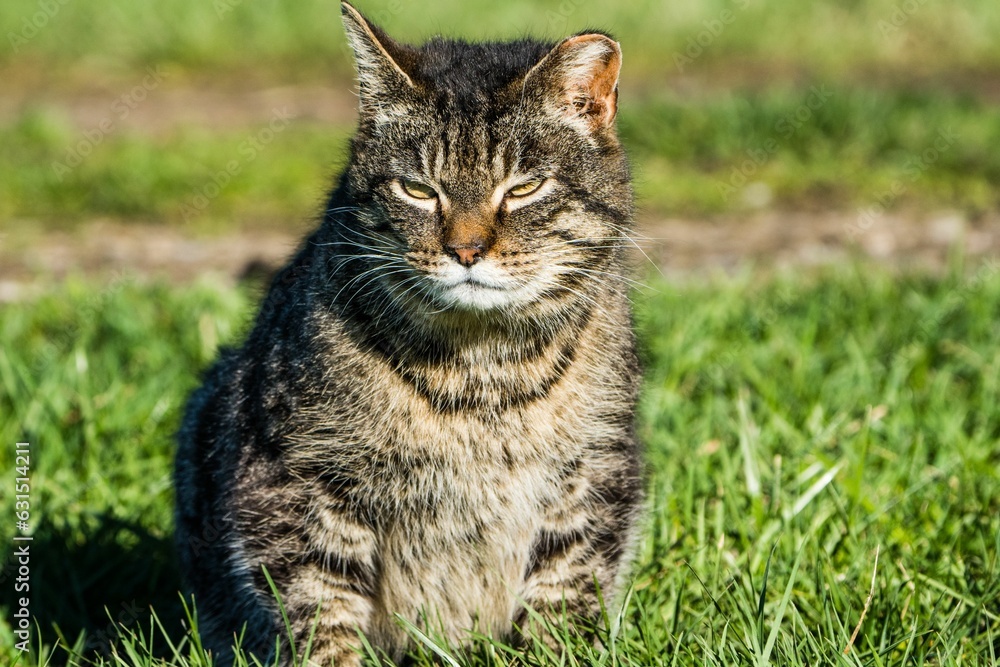 Cat sits in the lush green grass, looking at the camera with a mad face