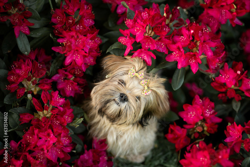 Lhasa apso puppy in rhododendrons