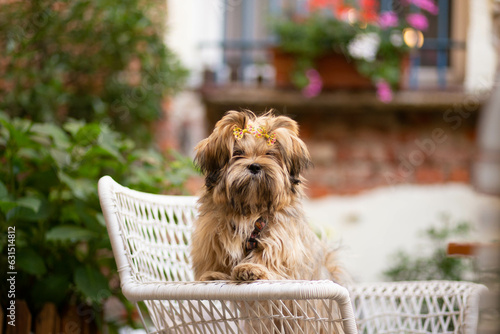 Lhasa Apso puppy in italian restaurant 