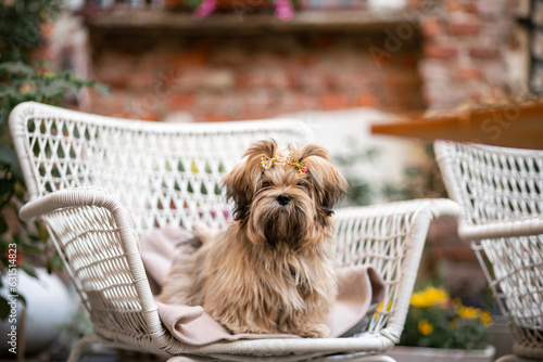 Foto Lhasa Apso puppy in italian restaurant