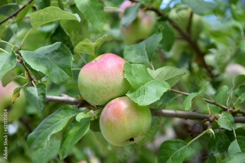 2 apples on tree ready to pick