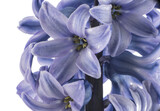 macro from insite hyacint flower