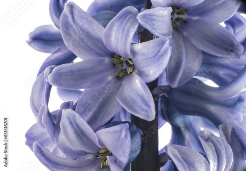 macro from insite hyacint flower photo