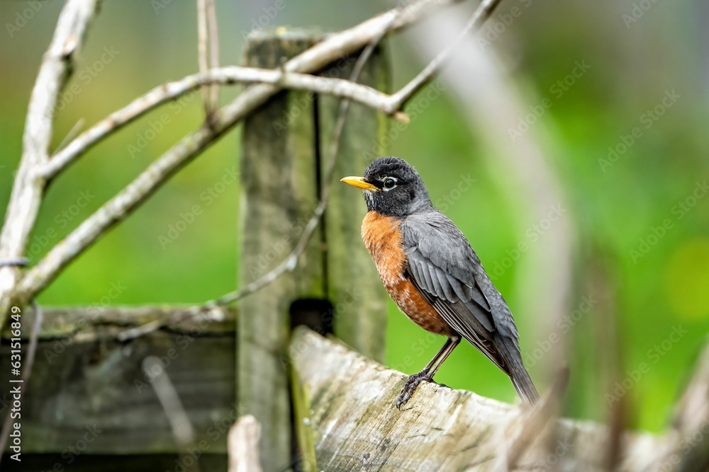 American robin perched on a wooden fence. Turdus migratorius. American robin perched on a wooden fence. Turdus migratorius.