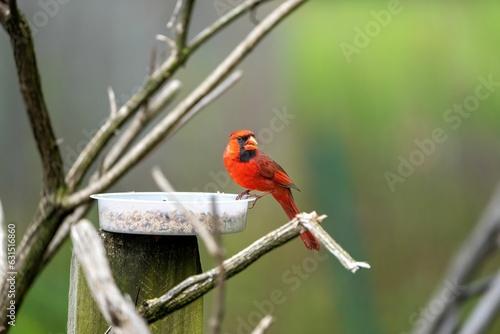 Male northern cardinal on a bird feeder eating seeds. Cardinalis cardinalis.