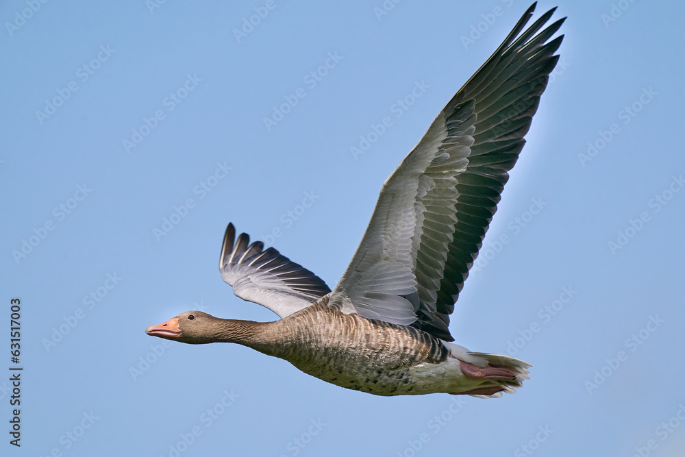 Fototapeta premium Fliegende Graugans