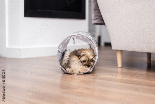 Wall Mural Lhasa apso puppy having fun with her toys