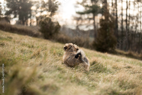 Lhasa apso puppy in nature
