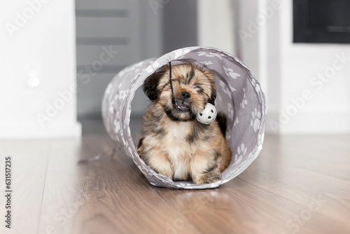 Lhasa apso puppy having fun with her toys

