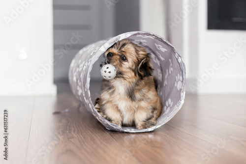 Lhasa apso puppy having fun with her toys
