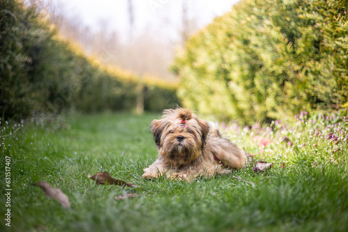 Lhasa apso puppy in nature
