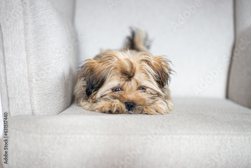 Lhasa apso puppy sleeping on a chair
