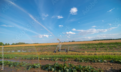 Podlewanie pola z warzywami dyniowatymi za pomocą systemu sprzyskiwaczy . Pod błekitnym niebem z chmurkami. Widoczna struga wody i mała tęcza . W pobliżu miejscowości Magonie ( świętokrzyskie) . © Grzegorz
