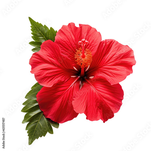 Red hibiscus flower and leaf on white backround © AkuAku