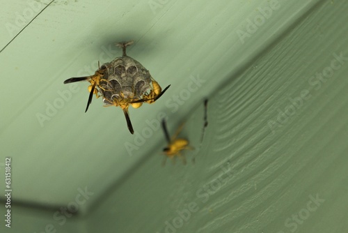 Polistes flavus, also known as the yellow paper wasp. Family Vespidae. Small nest