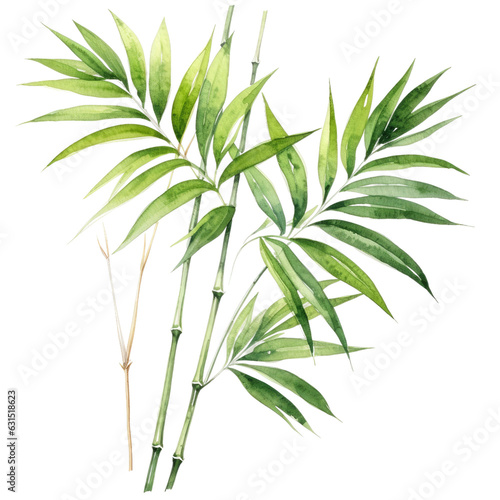 Watercolor painting of tropical foliage  palm leaf  bamboo.