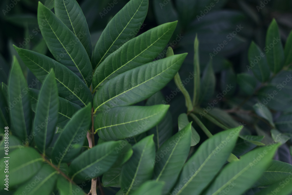 Green tropical leaves, abstract green leaves texture, nature background Green tropical leaves, abstract green leaves texture, nature background
