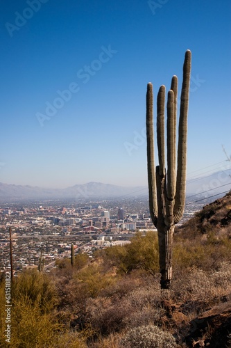 Towering Saguaro cactu, against a backdrop of Tucson, Arizona © Taylor Thoenes/Wirestock Creators