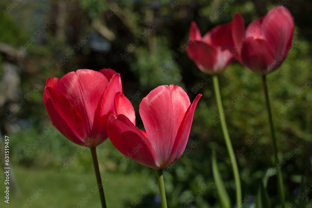 Bright red tulip flowers, Tulipa, blooming in springtime, natural green background Bright red tulip flowers, Tulipa, blooming in springtime, natural green background