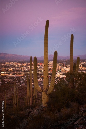 Mesmerizing view of the Tucson, AZ and the Catalina Mountains after sunset © Taylor Thoenes/Wirestock Creators