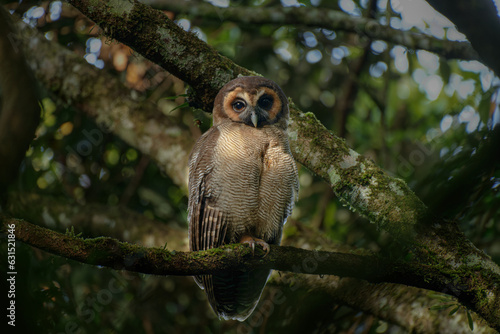 Brown Wood Owl Perched on Enchanted Forest Branch