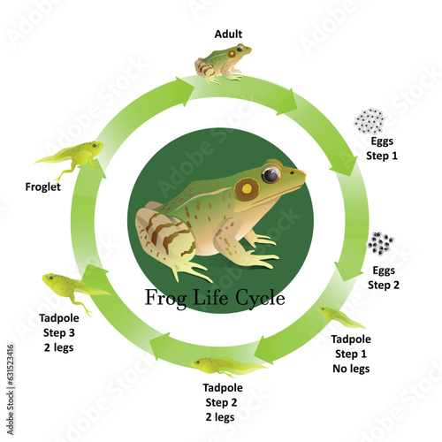The life cycle of frogs, amphibians,Insects are their food., life stages when the larvae are tadpoles living in the water, The first phase will spawn.