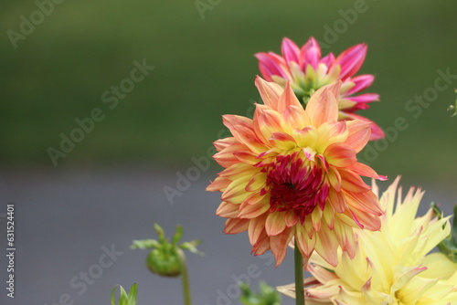 Closeup of Orange red dahlia flower 