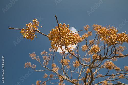 Chinaberry Tree-Fruit. Isolated.Small yellow gold berries with a half moon in the background. Stock Image.