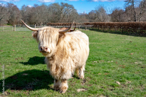 Obraz na płótnie Scottish highland cow in a pasture - hairy and cute