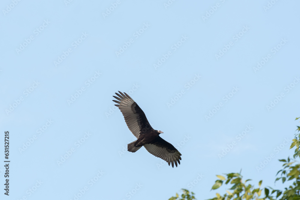 Turkey Vulture Flying In A Blue Sky In Wisconsin