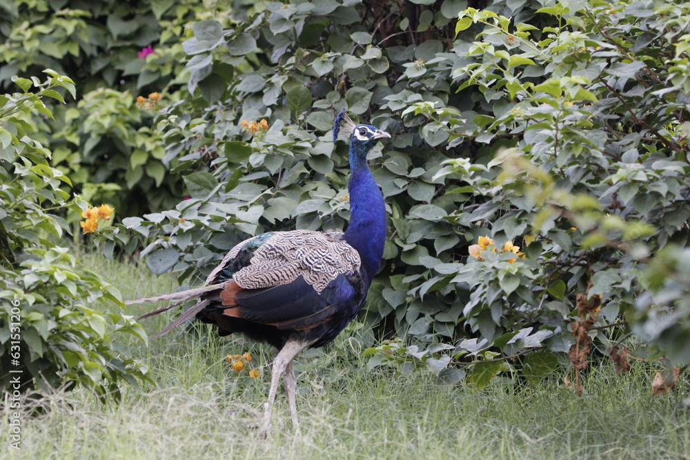 Obraz premium Beautiful peafowl in Jungle near Jaipur. Peafowl sign of prosperity. Beautiful wall mounting of Peacock peafowl.