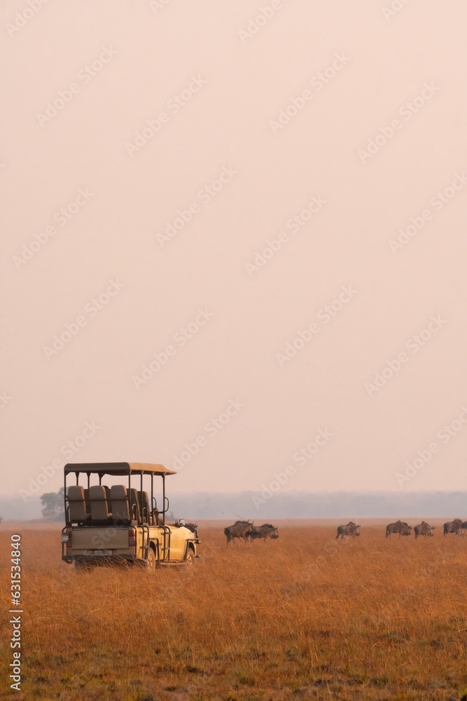 Dusty off-road vehicle parked in an open s, dry field in safari with buffalos grazing Dusty off-road vehicle parked in an open s, dry field in safari with buffalos grazing