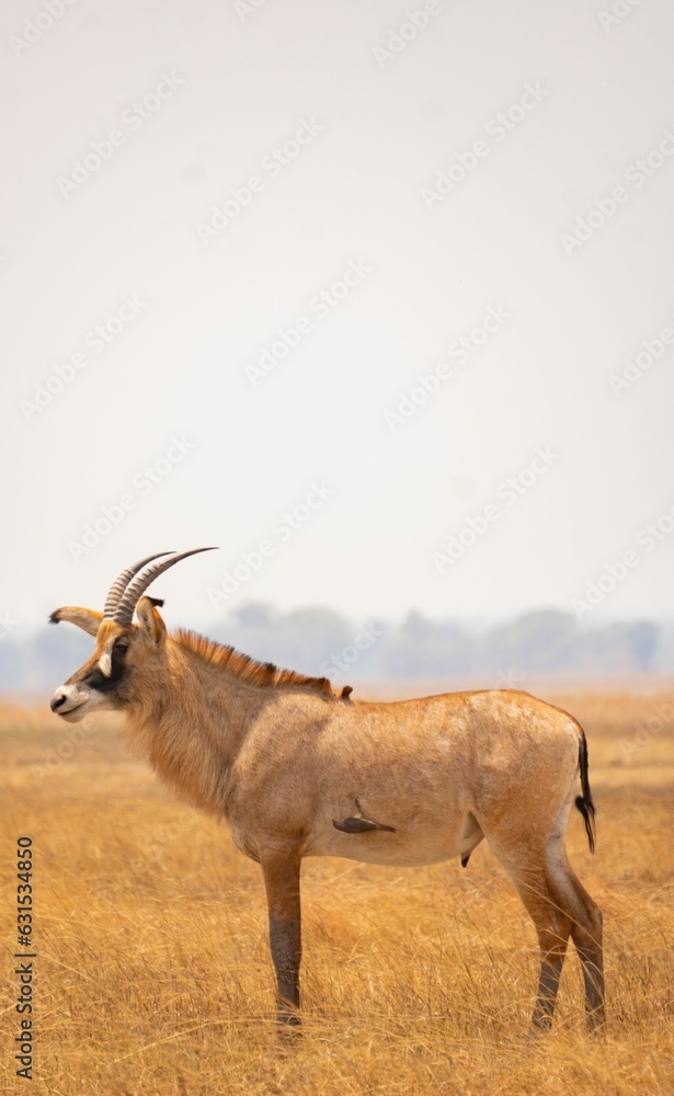 Majestic roan antelope stands tall in the golden grasslands in Zambia Majestic roan antelope stands tall in the golden grasslands in Zambia