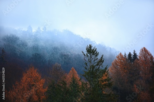 Tranquil dark misty forest in Sighisoara, Transilvania, Romania