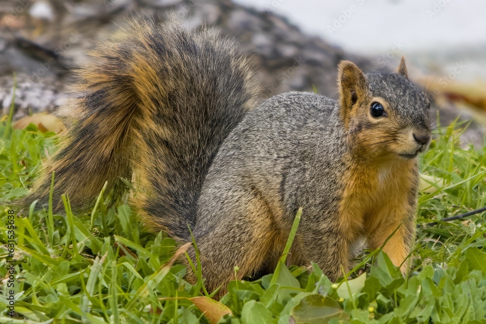 there is a small squirrel standing in the grass with some leaves there is a small squirrel standing in the grass with some leaves