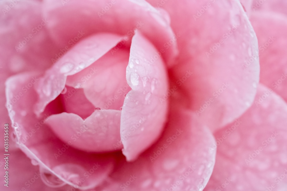 Close-up of a vibrant pink flower with glossy water droplets sparkling on its petals
