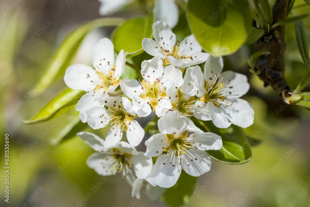 Beautiful garden with lush green foliage and vibrant white flowers in bloom Beautiful garden with lush green foliage and vibrant white flowers in bloom