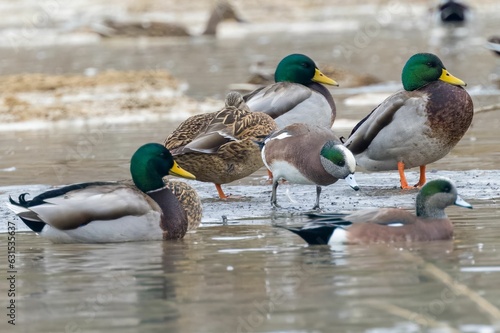 Flock of ducks wading in the shallow water of a beach shoreline