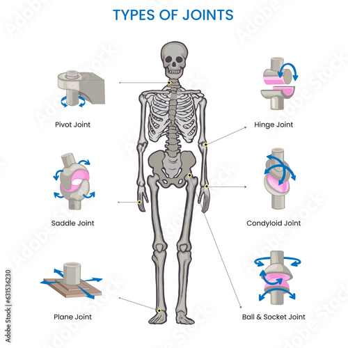 Types of Human body joints, Ball, hinge, pivot, gliding, and saddle,  facilitate movement and flexibility photo