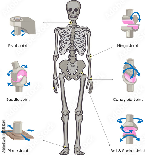 Types of joints in the human body include ball-and-socket, hinge, pivot, gliding, and saddle joints, facilitating various movements and flexibility photo