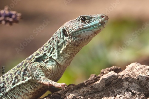 Ocellated lizard basking on a rock. Timon lepidus.