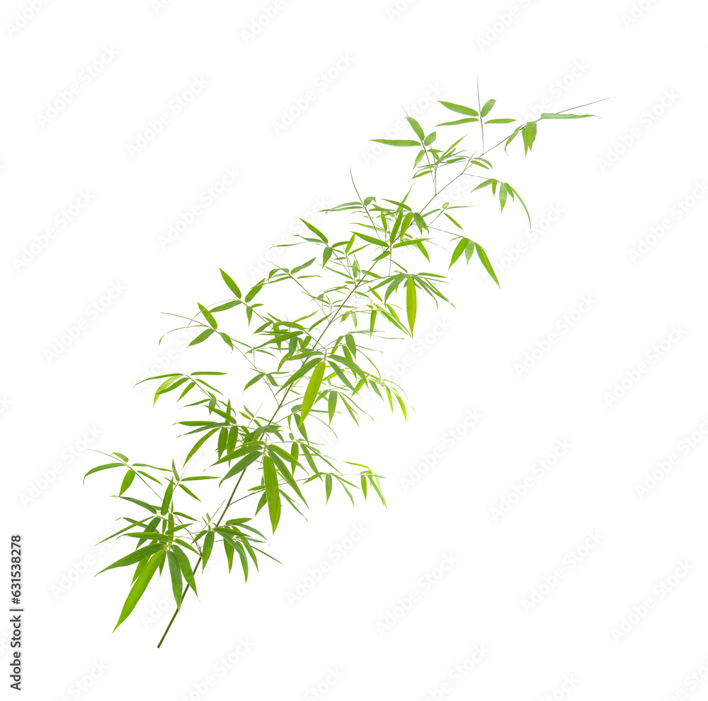 green bamboo leaves isolated on white background green bamboo leaves isolated on white background