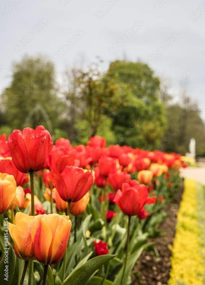 Dynamic mix of red and yellow blooming tulips in the garden next to a paved path