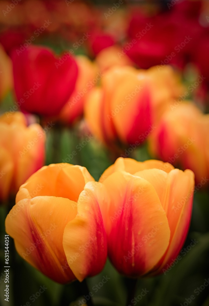Dynamic mix of red and yellow blooming tulips in the garden Dynamic mix of red and yellow blooming tulips in the garden