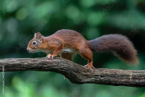 Eurasian red squirrel (Sciurus vulgaris) on a branch. Noord Brabant in the Netherlands. Green background. 