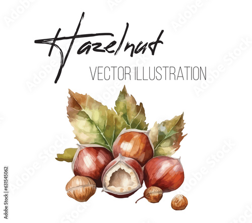 Hand drawn watercolor painting nut on white background. Vector trace illustration of hazelnut