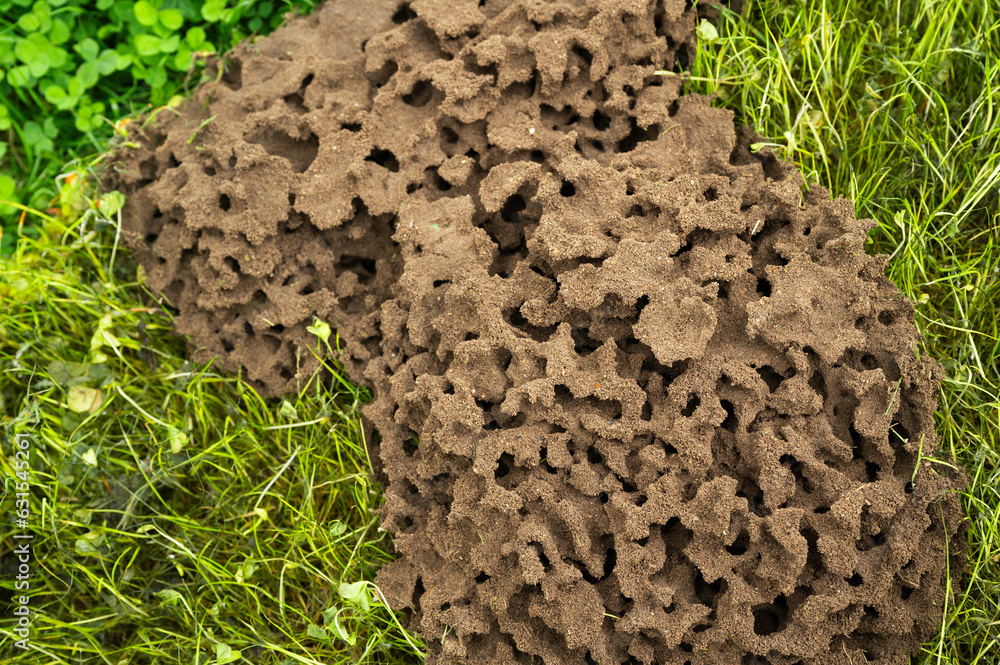 Above-ground ant nest with round shapes with structures of nature Above-ground ant nest with round shapes with structures of nature