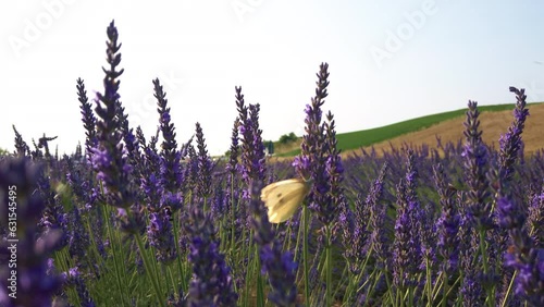 Butterfly and pollinators on lavender flowers photo