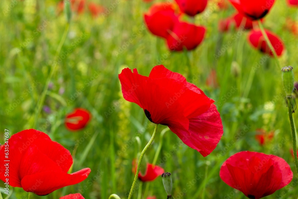 Naklejka premium Scenic view of red poppy flowers in a green field