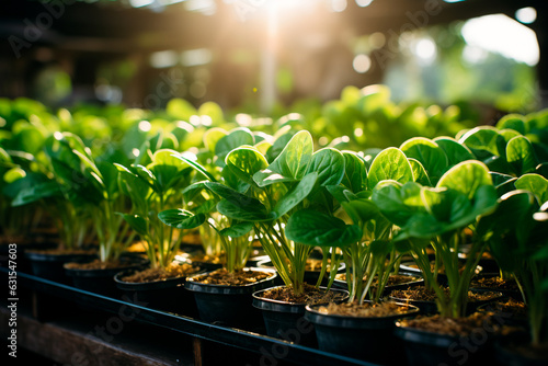 fresh organic lettuce in a greenhouse, selective focus,Generative AI